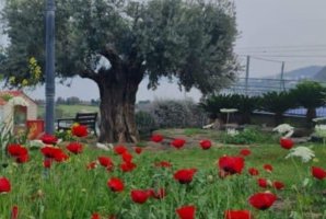 וילה מגדל 37