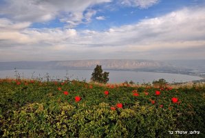 וילה אגדה בכנרת 18