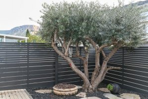 מגדל דרים 52