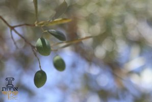 אחוזת טוקאי 64