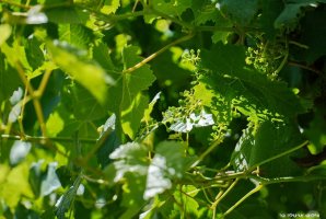 וילה אחוזת נתיב 39